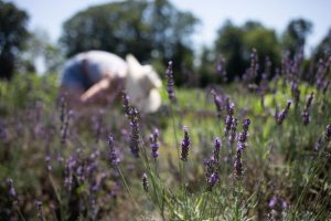 woman picking lavender in garden