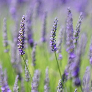 Lavender Planting & Care