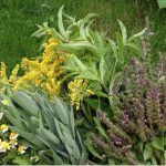 Evergreen lavender farm herbs