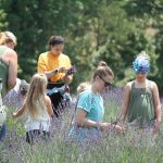 lavender festival activities