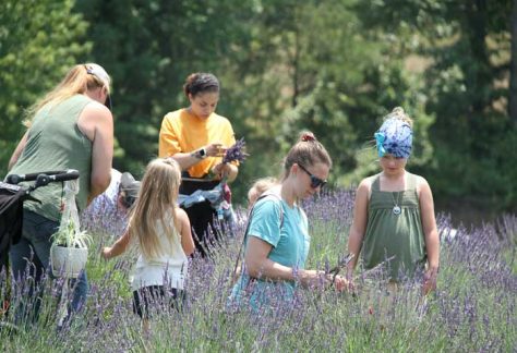 lavender festival activities